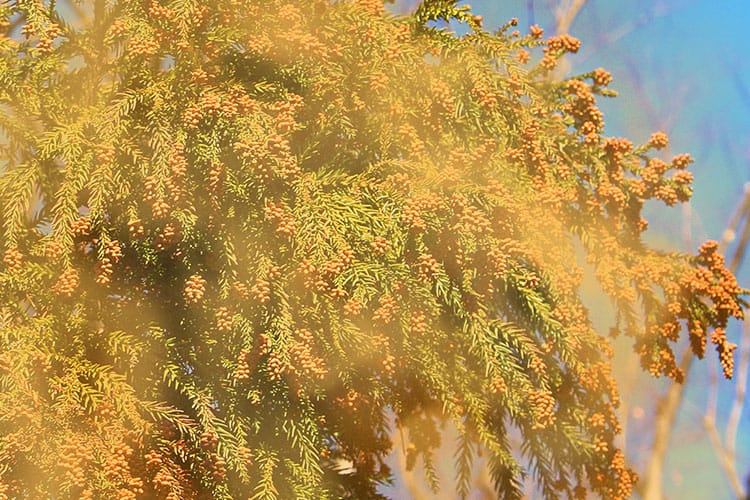 アレルギー免疫疾患のイメージ画像